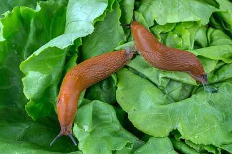 Slugs on a leaf image